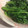 くろのゆめ's cooksnap of when they made 簡単　速い！　菜の花の　お浸し　白だしで.