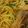 まあみママ's cooksnap of when they made 鮭と三つ葉のわさびパスタ.