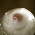 スタイリッシュママ's cooksnap of when they made ぷるぷる♡水まんじゅう ♡.