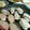 ぐりんぶー♪'s cooksnap of when they made ☆フライパンで焙りヒラマサのにぎり寿司☆.