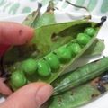 中医薬膳士清水えり's cooksnap of when they made サヤつきグリーンピースのグリル☆.
