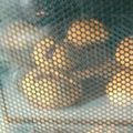 クックXCJMAC☆'s cooksnap of when they made チョコinボールクッキー.