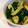 tacuba's cooksnap of when they made ✿簡単　きゅうりの漬け物✿.