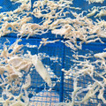 コロ３たん１２'s cooksnap of when they made 自家製切り干し大根 （干し方）.
