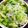 えーりー21's cooksnap of when they made キャベツとシラスのおひたし.