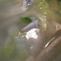 あやきなこすけ's cooksnap of when they made ダシ不要！　簡単♪手羽元と白菜のスープ.