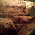 uran_uran's cooksnap of when they made ブリのアラの煮つけ.