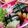 noamama127's cooksnap of when they made ＊キャラ弁＊　チェックのおにぎり♡.