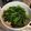 隙間風's cooksnap of when they made 簡単(*^m^*)菜の花の辛子和え！.