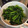 隙間風's cooksnap of when they made 簡単(*^m^*)菜の花の辛子和え！.