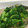 はらぺこゾンダ's cooksnap of when they made 菜の花のからし和え.