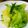 peteco's cooksnap of when they made キャベツときゅうりのみのみサラダ.