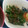 ミュッミュッ's cooksnap of when they made 簡単☆ピーマン炒めの鰹節絡め♪.