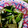 marilin36's cooksnap of when they made 葉ごぼうとちくわのきんぴら.