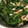 シエンティ's cooksnap of when they made ほうれん草&小エビの梅肉和え.