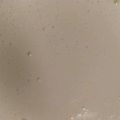 今日もニコッ☆'s cooksnap of when they made 低コレ❇ホワイトソース【離乳食】.