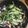 クミコ♩'s cooksnap of when they made ＊かにかまとみどりのやさいのサラダ＊.