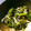 まおたろう1's cooksnap of when they made 簡単！　菜の花とえのき茸のごま和え.