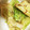 gozitama's cooksnap of when they made キャベツと昆布茶の簡単浅漬け♫.
