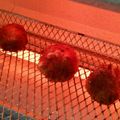 satsutsuru's cooksnap of when they made 簡単すぎる！里芋コロッケ.
