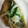 ＊パンとマドレーヌ＊'s cooksnap of when they made アジの南蛮漬け.