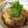 おべんとまま's cooksnap of when they made ごぼうと豚肉の柳川風.