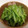 ユキぽっちん's cooksnap of when they made 簡単小松菜の野沢菜漬け風漬物.