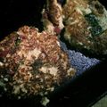 つやこ's cooksnap of when they made 簡単！お豆腐と紅ショウガのおやき.