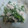 クックQP21M6☆'s cooksnap of when they made ほうれん草とツナの和え物.