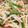 seacomet's cooksnap of when they made もやし☆いんげん☆ツナのゴマ合え.