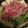 viviouji's cooksnap of when they made 我が家の♡絶品すき焼き.