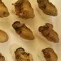 kaoripi's cooksnap of when they made 甘辛く煮たカラシ牡蠣寿司.