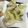 ななえ先生's cooksnap of when they made シリコンスチーマーで☆キャベツ蒸し.