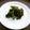 ジョングレ's cooksnap of when they made 菊菜の胡麻和え.