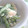 ryouko*nao's cooksnap of when they made 鶏肉と春菊の柚子胡椒マヨネーズ和え.