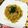 Machalin's cooksnap of when they made 水菜とベーコンのスパゲティ.