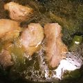 ★きらら☆'s cooksnap of when they made 白ねぎと鶏モモ肉だけ☆一人鍋.