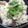 nosso's cooksnap of when they made 椎茸だけ！ほっこり幸せ炊き込みご飯♡.