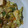 SPI2's cooksnap of when they made 厚揚げと残り野菜で酢豚風☆黄金タレ.