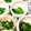 クックPGMYLZ☆'s cooksnap of when they made 菜の花のからし酢味噌がけ.