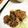 からしままよん's cooksnap of when they made たっぷり玉ねぎ♪豚の生姜焼き.
