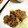 からしままよん's cooksnap of when they made たっぷり玉ねぎ♪豚の生姜焼き.