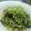ぐりんぶー♪'s cooksnap of when they made しらすと青のりのパスタ.