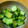 hamjiro's cooksnap of when they made 昆布茶で簡単！きゅうりの浅漬け.