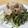 gonnanmama's cooksnap of when they made 蒸し塩豚のサラダ.