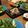Yurialoha's cooksnap of when they made 蕗の薹ソースでいただく☆カリカリ豚バラ.