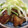 クックH6RLGE☆'s cooksnap of when they made 簡単すぎる豚の角煮.