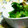 yangpa's cooksnap of when they made 初春の味！旬な蕾菜のかんたん和え物中華風.
