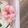 クック6U7INU☆'s cooksnap of when they made お弁当♬　可愛いハムのお花♪.