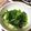 ケイミ's cooksnap of when they made 小松菜の塩ゴマ油和え☆レンジで簡単♪.